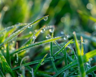 Pflegetipps für den Frühling
